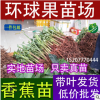 供應香蕉苗 試管苗 試管苗 香蕉苗 香蕉組培苗 抗病香蕉苗 小苗