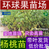 楊桃樹苗 廣西楊桃果苗場 漢塘村楊桃苗 批發楊桃苗 環球果苗場