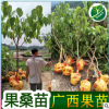 蓮霧樹苗 大葉紅 黑金剛 黑珍珠 飛彈 香水巴掌蓮霧果樹苗批發