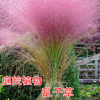 粉黛亂子草種子 多年生觀賞草 特價毛芒亂子草 粉米利草 庭院花卉