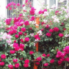 四季薔薇苗 3年苗 多花爬藤薔薇花苗花卉盆栽綠植玫瑰月季薔薇苗