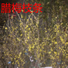 干枝臘梅干支遇水會開花干花枝真花桃花梅花臘梅紅梅枝條泡水開花