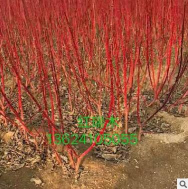 基地直銷紅瑞木 彩色植物工程綠化苗木