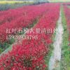 紅葉石楠 紅羅賓扦插小樹(shù)苗 綠化彩化苗木咸寧批發(fā)