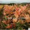 彩葉桂花樹(shù) 珍珠五彩桂小苗 園林綠化彩化新奇特品種