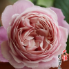 基地月季小苗 紐曼姐妹 也叫以馬內(nèi)修女 也叫美麗玫瑰 品種齊全 舉報