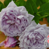 基地批發(fā)藍色天空月季 藤本月季 量大優(yōu)惠 品種齊全庭院植物