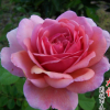 批發(fā)優(yōu)質(zhì)歐洲月季花苗 肯特公主 庭院陽臺觀花盆栽植物基地直銷