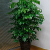 綠寶幸福樹盆栽大型室內(nèi)觀葉植物客廳辦公室綠植盆景批發(fā)不含盆