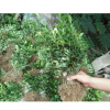 冬青小苗 冬青苗 冬青價格 冬青苗 批發 大葉冬青