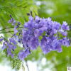 精選藍花楹樹苗 精品藍花楹風景樹 工程綠化苗木批發(fā) 自產自銷