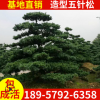 基地直銷(xiāo)造型五針?biāo)?移栽五針?biāo)?園林景觀 花壇別墅綠化樹(shù)苗