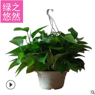綠蘿 180廣州綠航青葉盆栽批發綠植室內 吸甲醛凈化5QWwfQDN2S