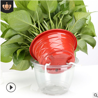 綠蘿基地直銷室內裝修防輻射祛甲醛凈化空氣批發室內植物花卉盆栽