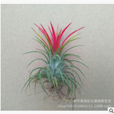 小植物盆栽 基地直銷批發(fā) 微景觀空氣鳳梨 花福果精靈空氣 南美