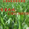 批發(fā)優(yōu)質(zhì)茨菇種球 水生植物 慈姑種球 慈姑苗 水生花卉 可盆栽