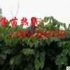 批發(fā)巨紫荊小苗 大量供應(yīng)巨紫荊苗 巨紫荊種子 巨紫荊基地
