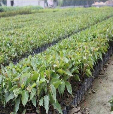 基地直銷菩提樹苗佛教魂寶菩提榕樹苗平安樹庭院綠植造林批發