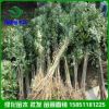 直供綠化批發(fā) 欒樹 規(guī)格全 北欒 黃山欒樹 行道樹木