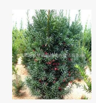 盆栽 南方紅豆杉樹苗 紅豆杉樹苗 紅豆杉盆景 批發(fā)