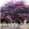 紅楓報(bào)價(jià)：胸徑6-15日本紅楓，美國(guó)紅楓，實(shí)生紅楓，原生紅楓