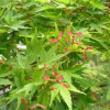 江西雞爪槭小苗批發(fā)價(jià)格