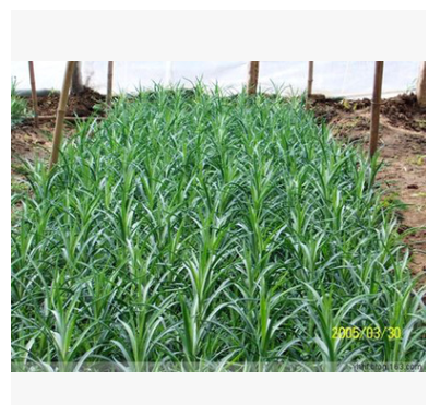 花卉康乃馨苗,優(yōu)質(zhì)組培，云南大花高產(chǎn)鮮花種苗