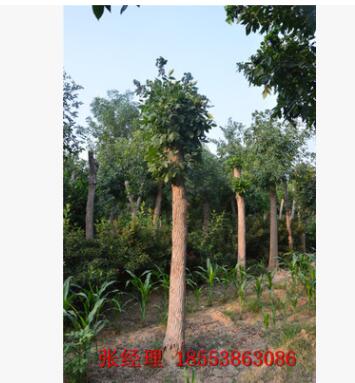 白臘樹 特供一級(jí)優(yōu)質(zhì)白蠟樹 大量批發(fā)