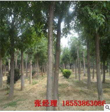 生源地直銷白蠟樹 質(zhì)美量大價(jià)優(yōu) 大量批發(fā)無中間商優(yōu)質(zhì)白蠟樹