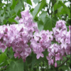 紫丁香