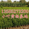 高度20-25公分小葉黃楊苗價格0.18元，小葉黃楊價格