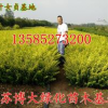 主供金葉女貞色塊苗價格優(yōu)惠，H40-50公分金葉女貞苗價格