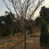 紅楓樹價格，河南省紅楓樹價格，潢川紅楓樹價格十公分紅楓報價