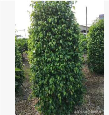 福建垂葉榕高1.7米報價 批發(fā)移植垂葉榕
