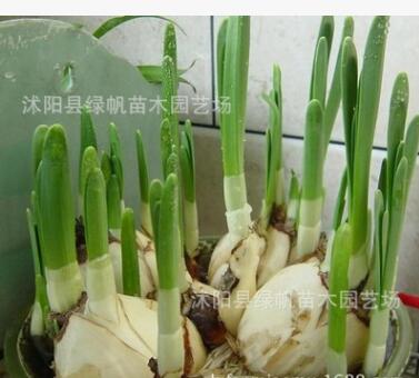 基地直銷優(yōu)質室內盆栽水仙花種球 量大從優(yōu)