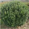 廠家直銷大葉黃楊球 地被色塊常綠灌木 景觀園林綠化工程大葉黃楊