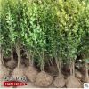 基地批發銷售大葉黃楊苗 工程綠化四季常青苗量大從優
