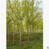 大量出售10公分金葉復葉槭 10-13公分復葉槭幾千棵