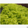 批量預售金葉復葉槭 金葉復葉槭叢生 根系好成活率高