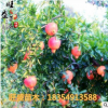 大量出售牡丹石榴苗 當年結果 基地直銷規格齊全 免費技術支持