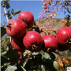 基地發貨山楂樹苗掛果多酸甜可口紅山果山楂樹苗