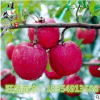 美國(guó)8號(hào)蘋(píng)果苗 短枝蘋(píng)果樹(shù)苗 基地直銷(xiāo)歡迎前來(lái)考察合作