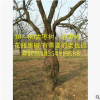 基地批20cm-30cm 大棗樹(shù) 大樹(shù)棗樹(shù) 百年古棗樹(shù) 占地果樹(shù) 花瓶棗樹(shù)