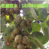 直銷(xiāo)紅心獼猴桃嫁接果樹(shù)苗 果樹(shù)苗木 紅心獼猴桃價(jià)格 量大優(yōu)惠