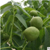 基地供應(yīng)山核桃樹(shù)苗皮薄果大果肉多核桃樹(shù)苗