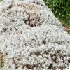 鐵樹芙蓉菊觀賞常綠植物戶外室內(nèi)植物盆栽盆景庭院景觀設(shè)計(jì)施工
