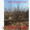 遼寧苗圃出售精品【京梅】貨源充足 圃地現(xiàn)苗 樹形好價格低