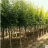 金葉榆樹苗批發 工程綠化苗木行道風景造型樹 嫁接中華金葉榆樹