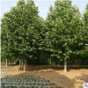 供應法桐 現挖現賣行道樹法桐速生法桐 法桐價格哪里便宜