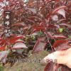 批發(fā)美人梅樹(shù)苗 觀花樹(shù)苗 樹(shù)形優(yōu) 粗2-8公分美人梅 耐寒耐旱